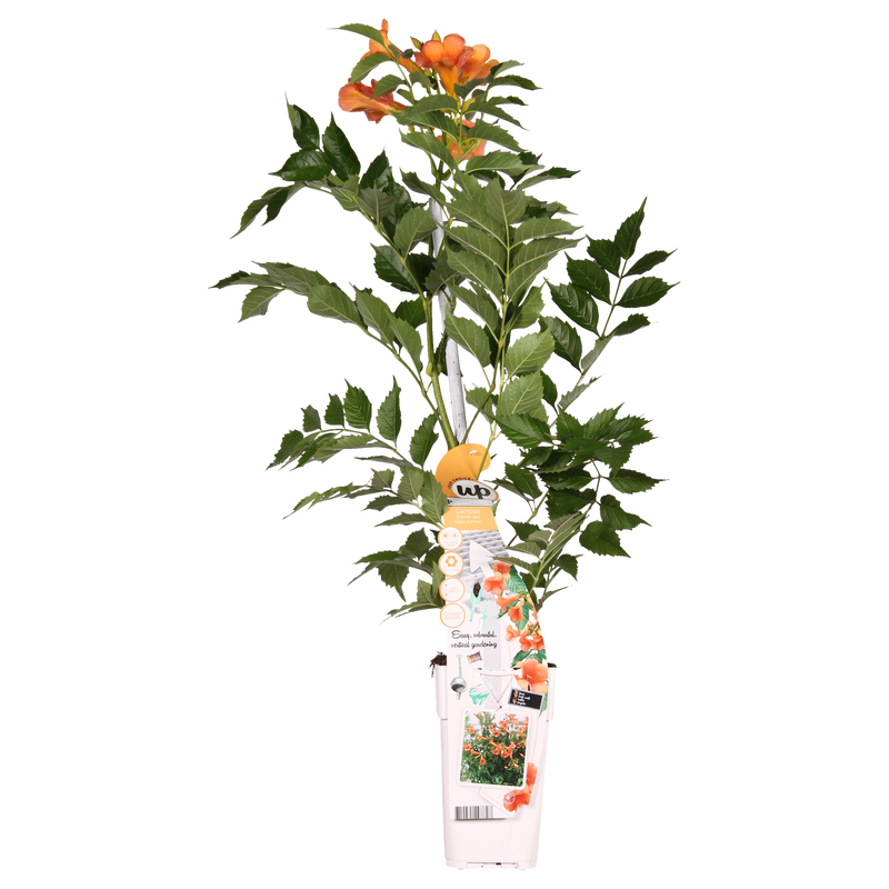 Oranje trompetbloem als klimplant voor zonnige tuinplekken