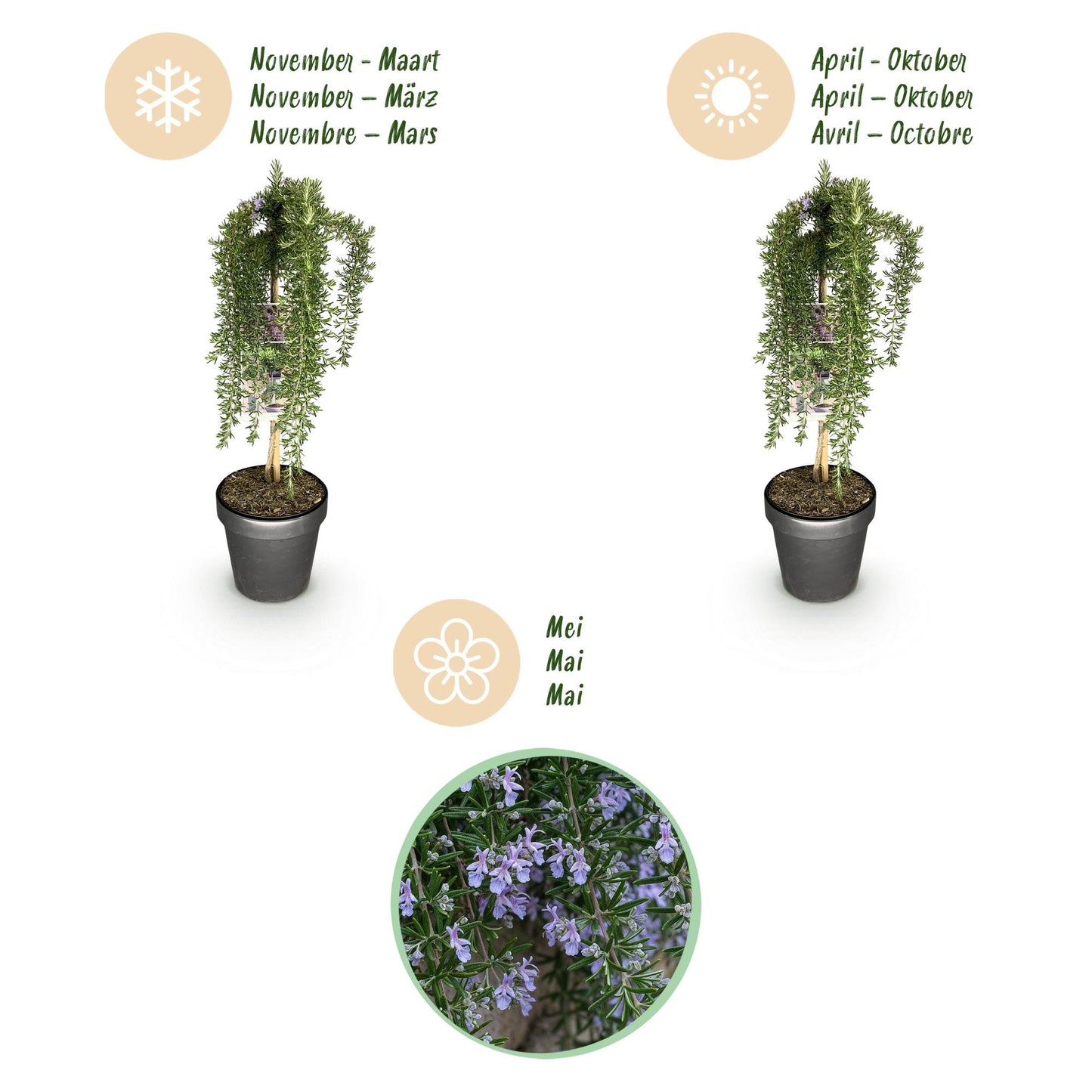 Plant op Stam | Rosmarinus officinalis Prostratus |Terras Plant