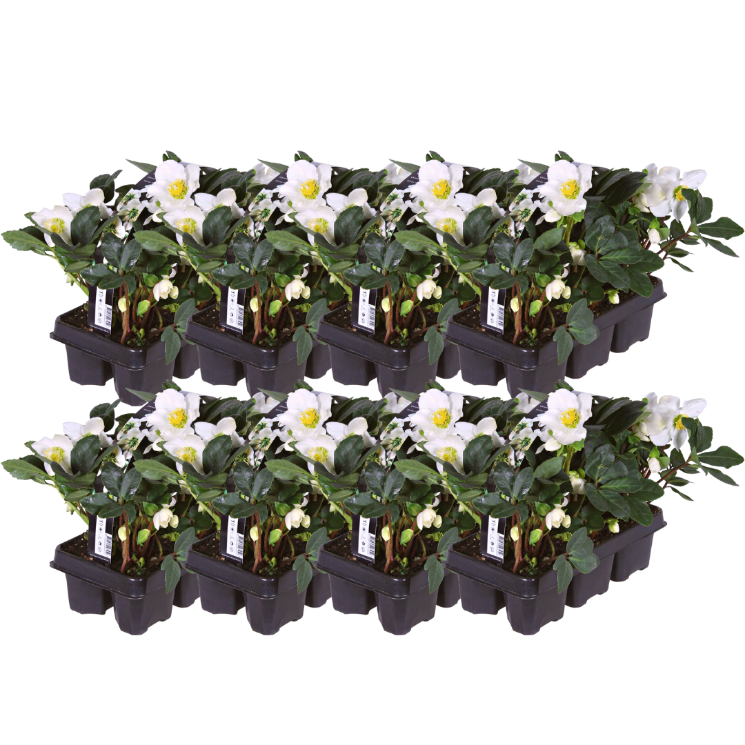 Helleborus niger ‘Christmas Carol’ – set van 48 winterbloeiende kerstrozen met witte bloemen, winterhard en onderhoudsarm, verkrijgbaar bij Plant To Day.