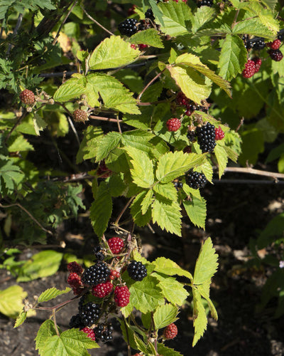 Doornloze braam met grote sappige vruchten voor tuingebruik