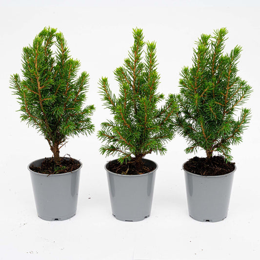 3x Mini-kerstboom | Picea Glauca Perfecta | Kerstactie