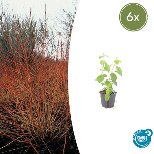 Cornus Midwinter Fire kopen – 6x jonge planten in kweekpot – Winterkleur tuinplant

Vuurrode kornoelje Cornus sanguinea – Compacte winterstruik voor tuin en haag