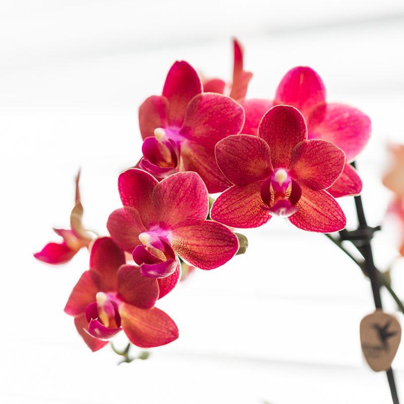Rode Phalaenopsis Orchidee met 2 of 3 takken in keramieken travertinekleurige Gummy pot – bloeiende kamerplant Ø9cm, geleverd in beschermende plantenverpakking