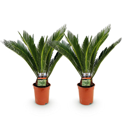 2x Cycas revoluta | Palmvaren | Kamerplant