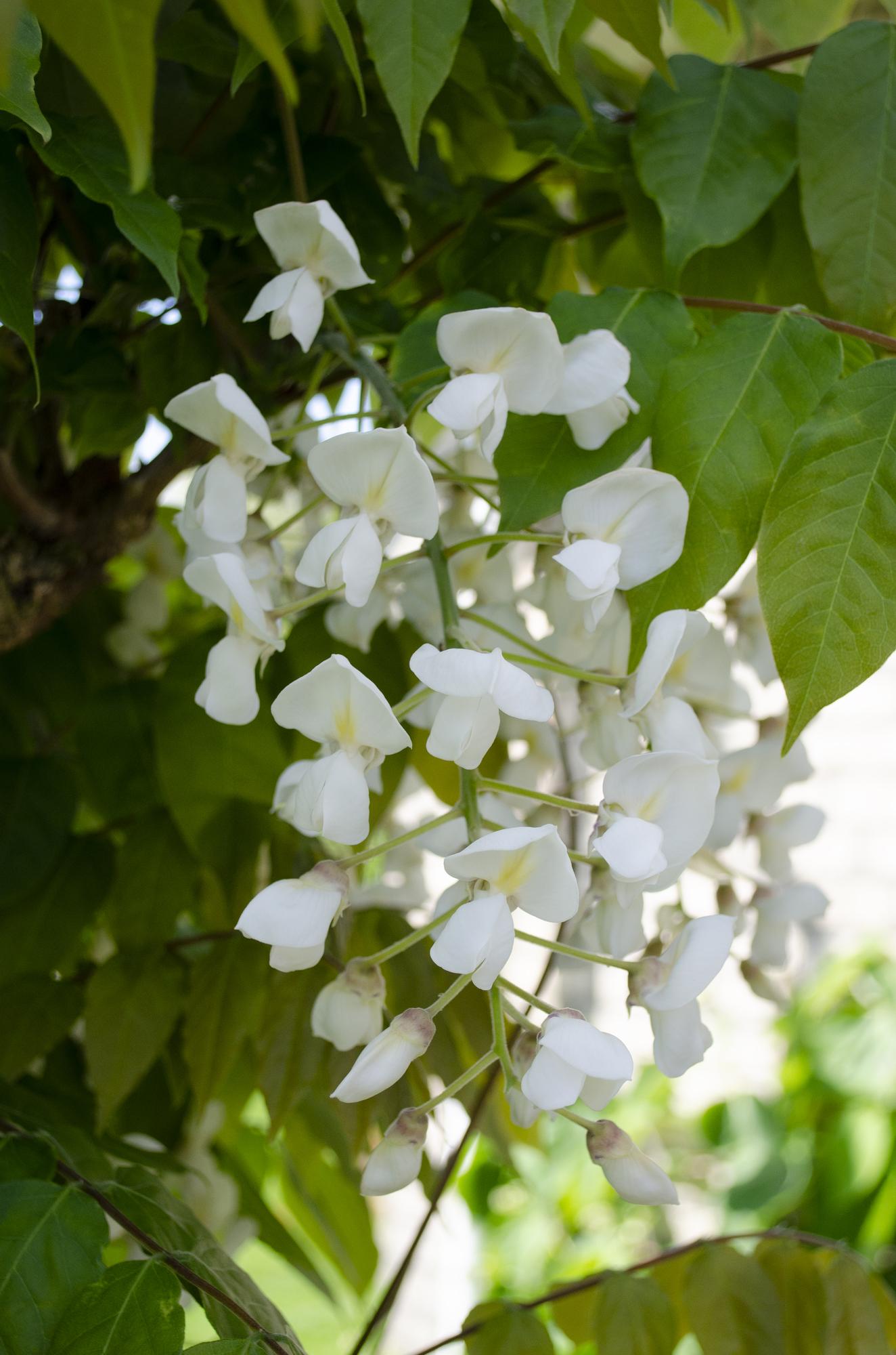 2x Wisteria floribunda 'Longissima Alba' - ↨65cm - Ø15 - Weißer Regen.