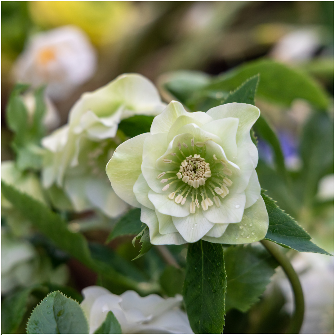 Set van 3 Helleborus Orientalis – bijzondere kerstroos met winterbloeiende bloemen in diverse kleuren, compact en onderhoudsvriendelijk, ideaal voor herfst- en wintertuin.