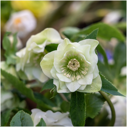Set van 3 Helleborus Orientalis – bijzondere kerstroos met winterbloeiende bloemen in diverse kleuren, compact en onderhoudsvriendelijk, ideaal voor herfst- en wintertuin.