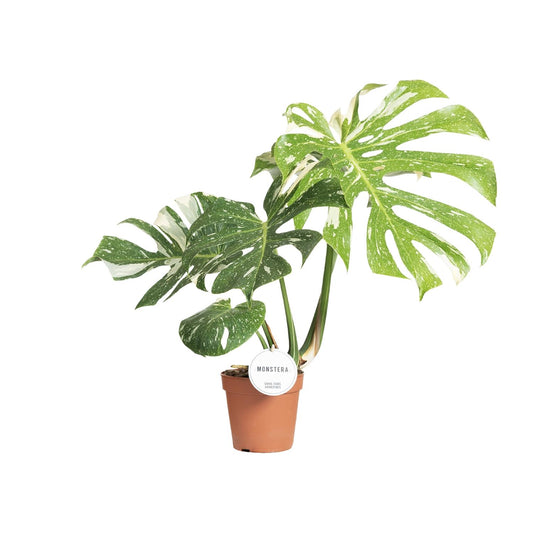 Monstera Thai Constellation kamerplant – groene bladeren met witte marmering