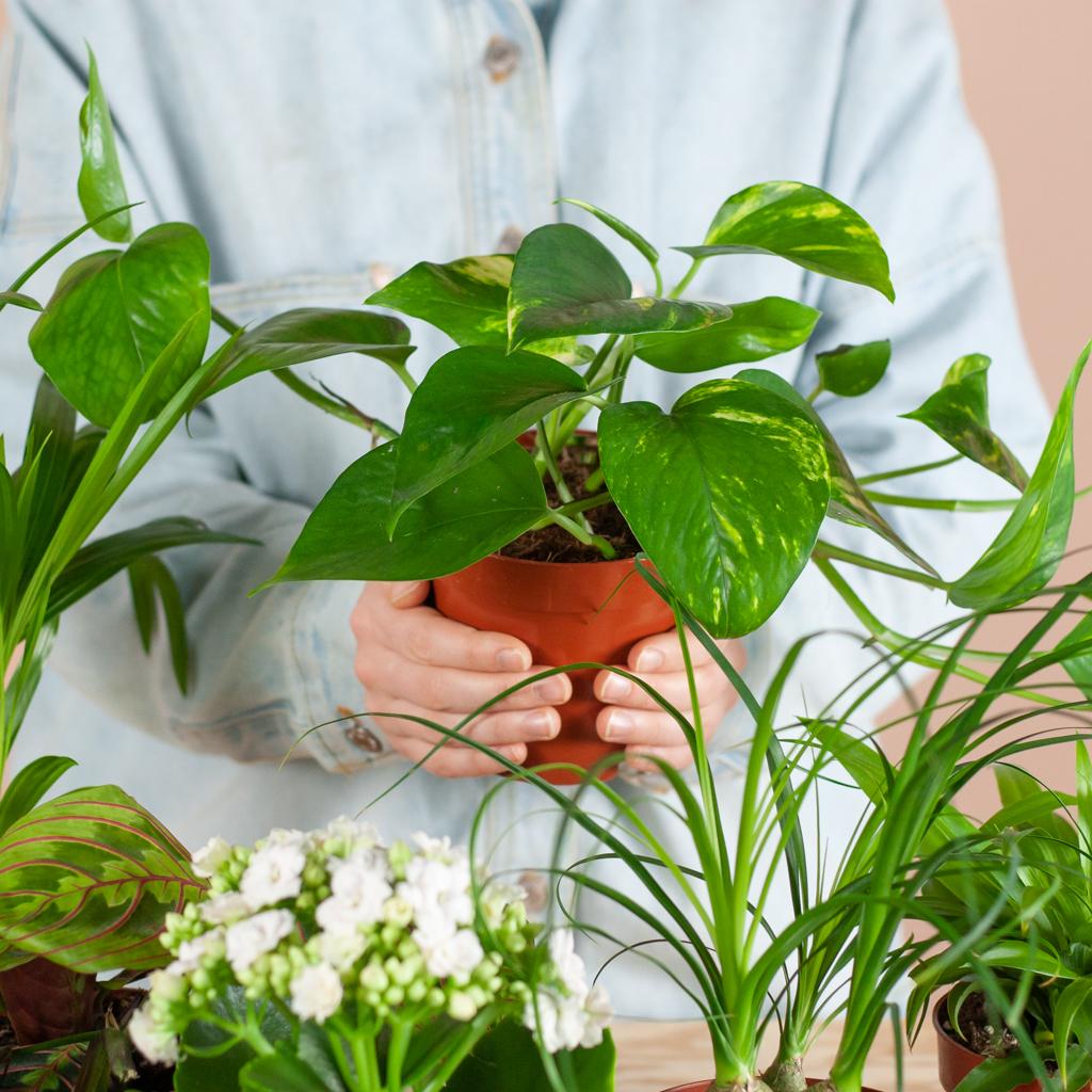 Doos met 12 diverse kamerplanten met kleine schoonheidsfoutjes in duurzame zwarte jute plantenmanden – Groene Kneusjesbox – duurzaam en verrassend