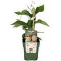 6 x Biologische kiwiplanten | Bio Fruit