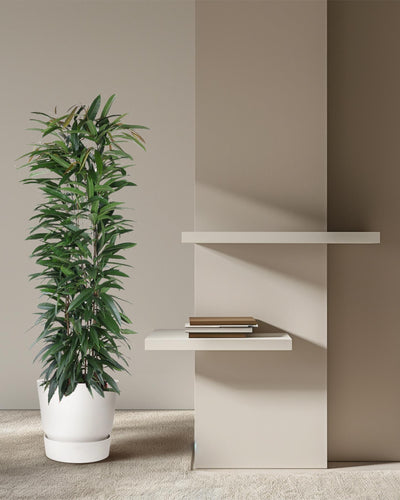 Ficus Alii King zuil | Kamerplant | Elegant