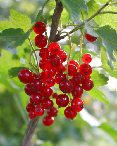 2 x Ribes rubrum ‘Jonkheer van Tets’ | Rode bessen plant