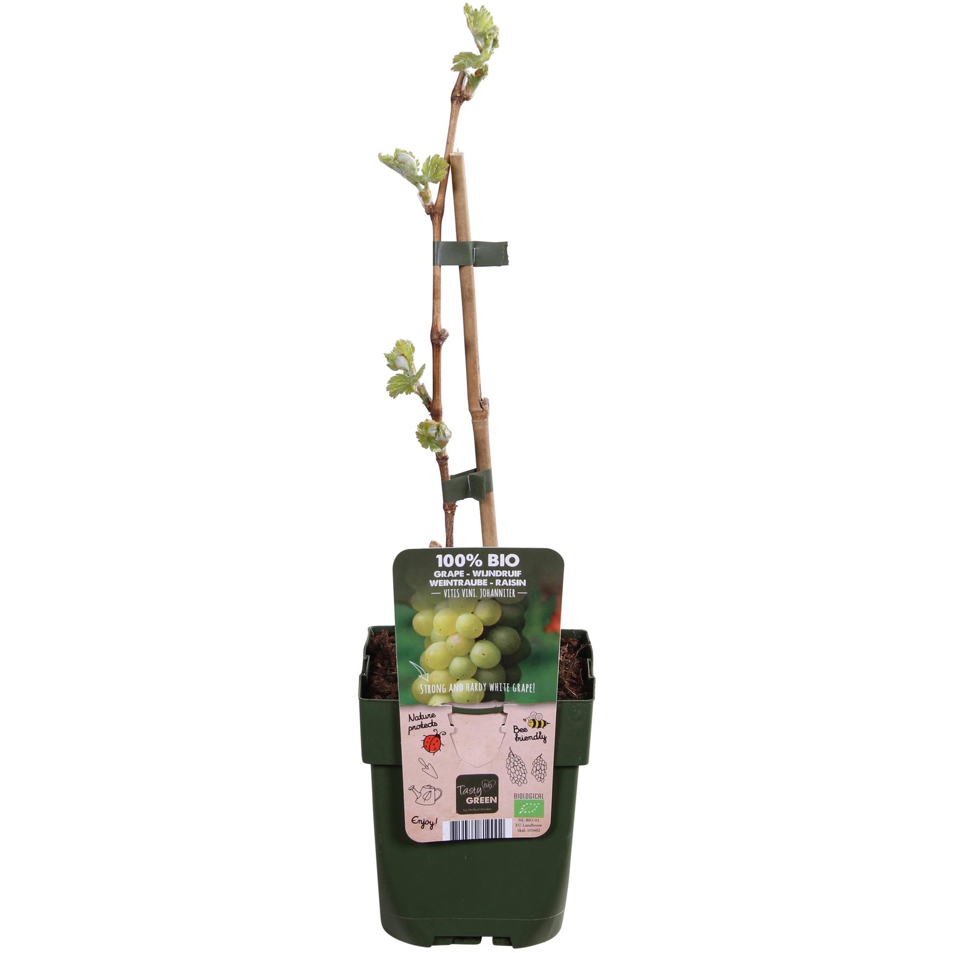 Witte druif Vitis vinifera ‘Johanniter’ – biologisch gekweekt – Pot Ø13cm – Hoogte ca. 45cm – Sterke druivenplant voor tuin, pergola of terras