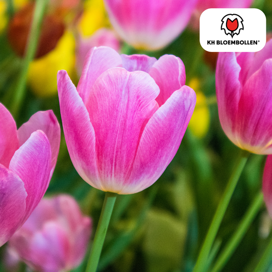 Zachtroze Dynasty tulpenbollen van KH Bloembollen – 20 stuks, elegante tuin- en snijbloem