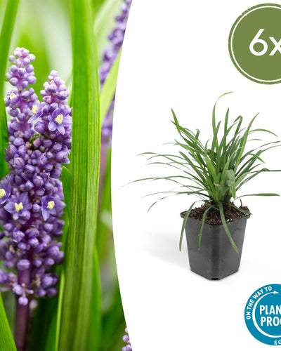 Liriope muscari 'Big Blue' – 6 stuks leliegras, hoogte 10-25 cm, pot Ø9 cm, groenblijvende sierplant voor borders en tuinen