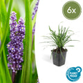 Liriope muscari 'Big Blue' – 6 stuks leliegras, hoogte 10-25 cm, pot Ø9 cm, groenblijvende sierplant voor borders en tuinen