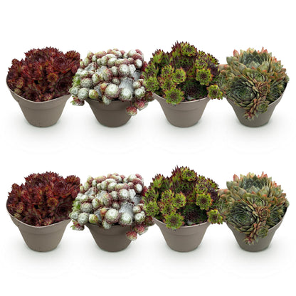 Sempervivum Mix – winterharde bodembedekker met rozetvormige bladeren in groen en purper, 8 planten in pot Ø14 cm, hoogte 17 cm. tuin plant