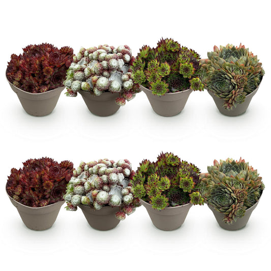 Sempervivum Mix – winterharde bodembedekker met rozetvormige bladeren in groen en purper, 8 planten in pot Ø14 cm, hoogte 17 cm. tuin plant