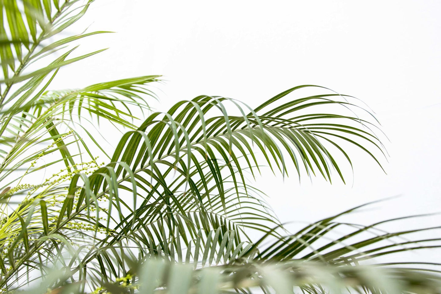 Phoenix Roebelenii op stam | Kamerplant