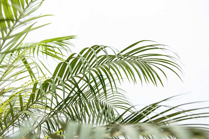 Phoenix Roebelenii op stam | Kamerplant