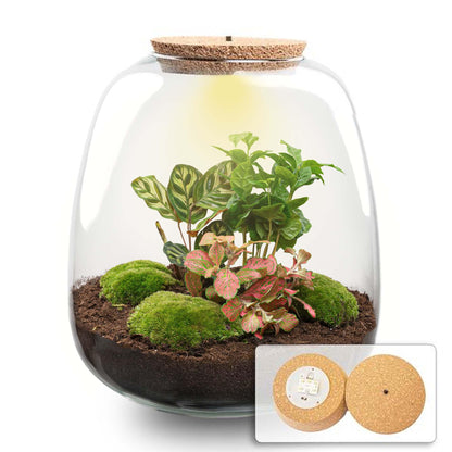 Planten terrarium | Emma | DIY kit | Coffea Red