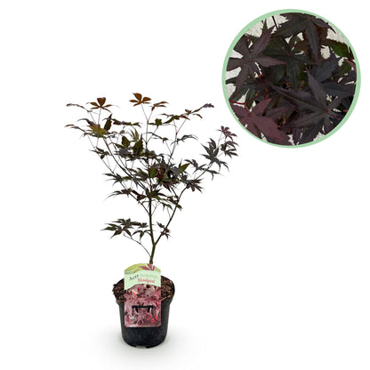 Acer palmatum 'Bloodgood' – Japanischer Ahorn mit tiefroten Blättern
