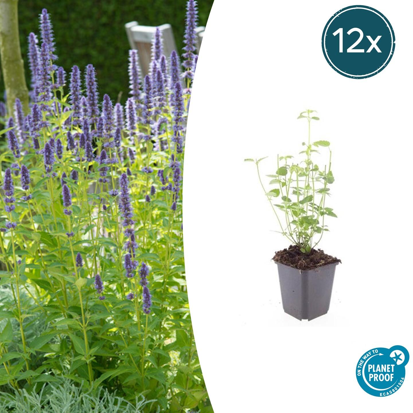 Wat te doen met een uitgebloeide dropplant?
Knip meteen na de bloei de uitgebloeide bloemen van de dropplant weg en maak kans op nog een ronde bloei. Aan het einde van de zomer kun je ze juist laten zitten, voor een mooie silhouet in je wintertuin.
