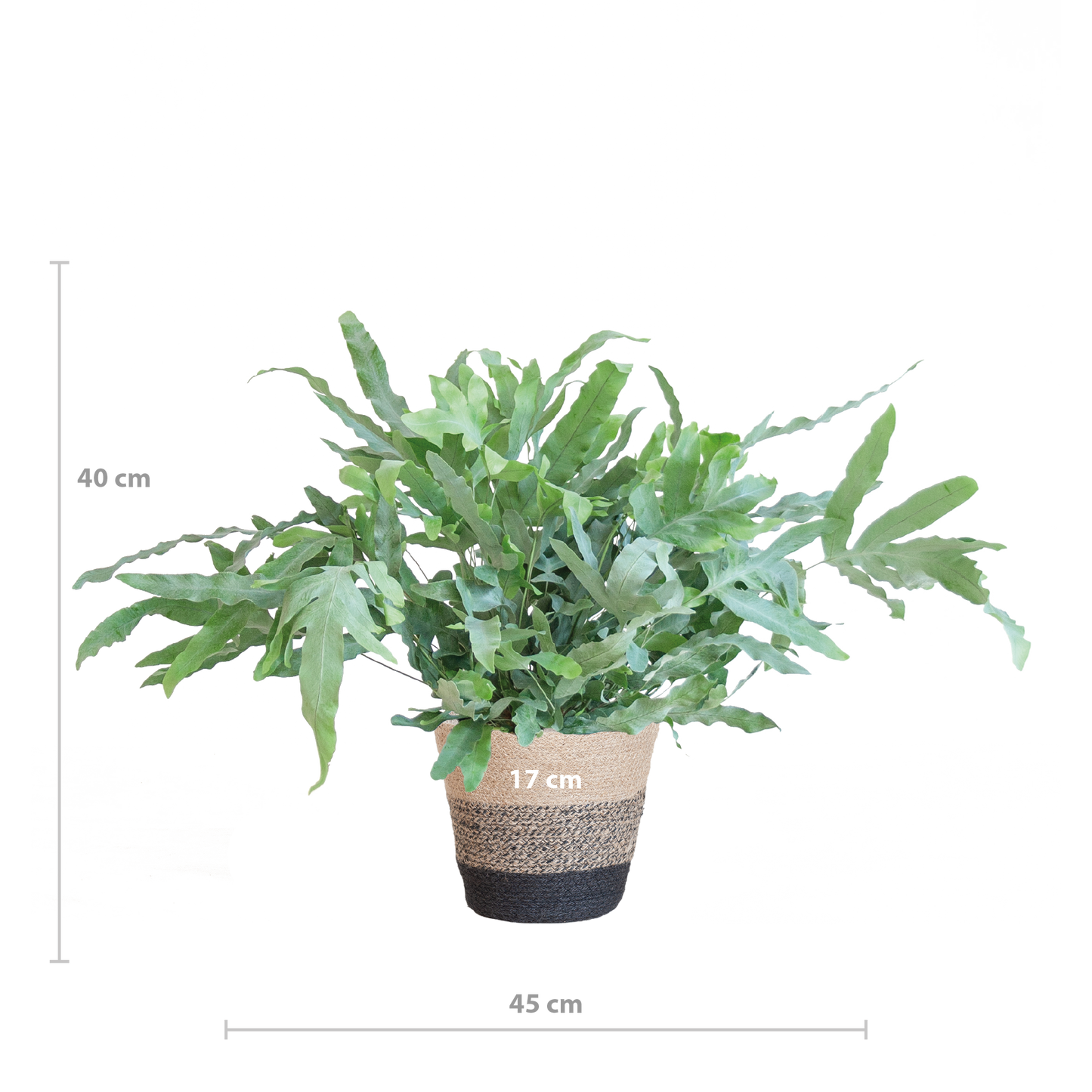 Phlebodium Aureum ‘Blue Star’ – Blauwvaren met grijsgroene bladeren in zwarte jute mand, stijlvolle kamerplant van 40 cm hoog.