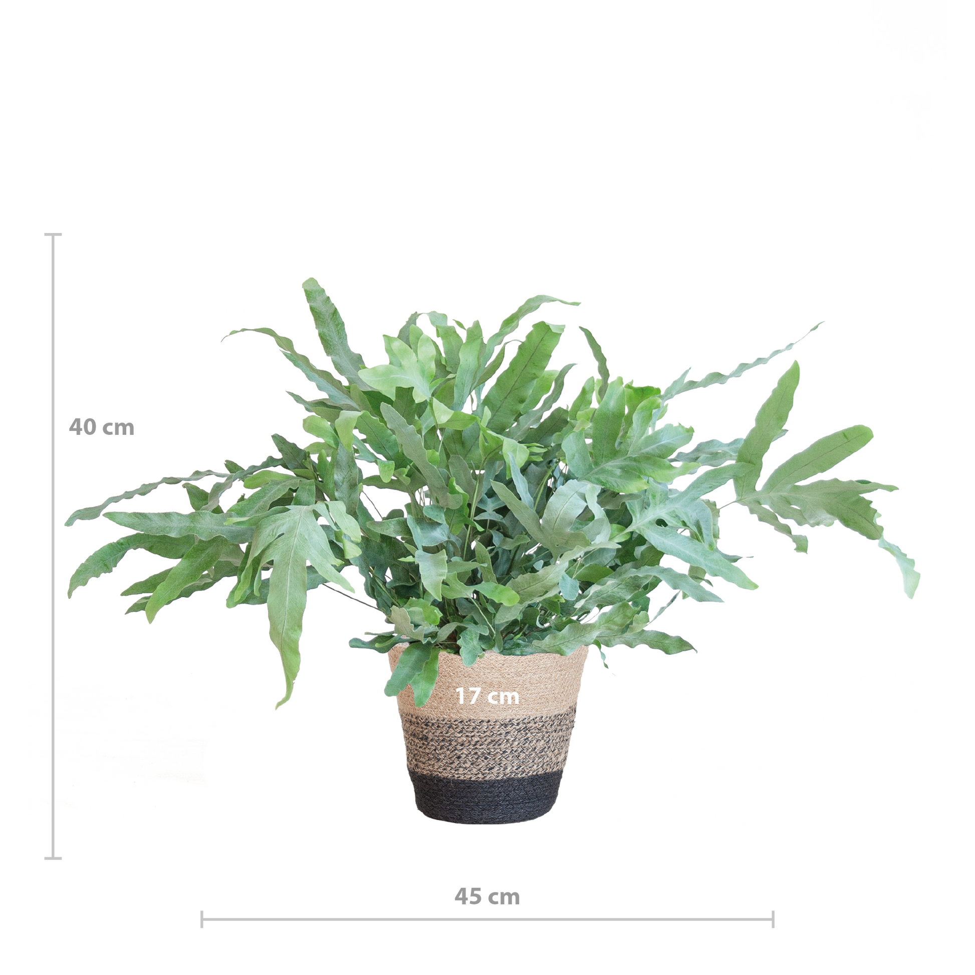 Phlebodium Aureum ‘Blue Star’ – Blauwvaren met grijsgroene bladeren in zwarte jute mand, stijlvolle kamerplant van 40 cm hoog.