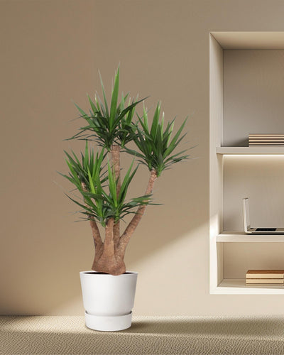 Yucca Elephantipes vertakt | Mega Kamerplant - Planttoday