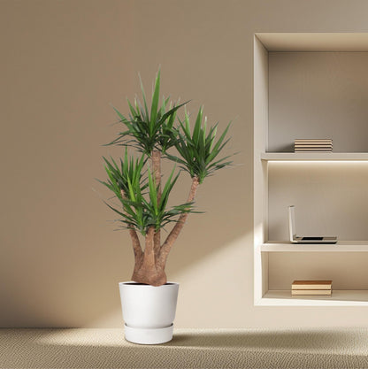 Yucca Elephantipes vertakt | Mega Kamerplant