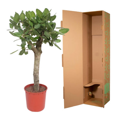 Ficus Benghalensis boom | Kamerplant