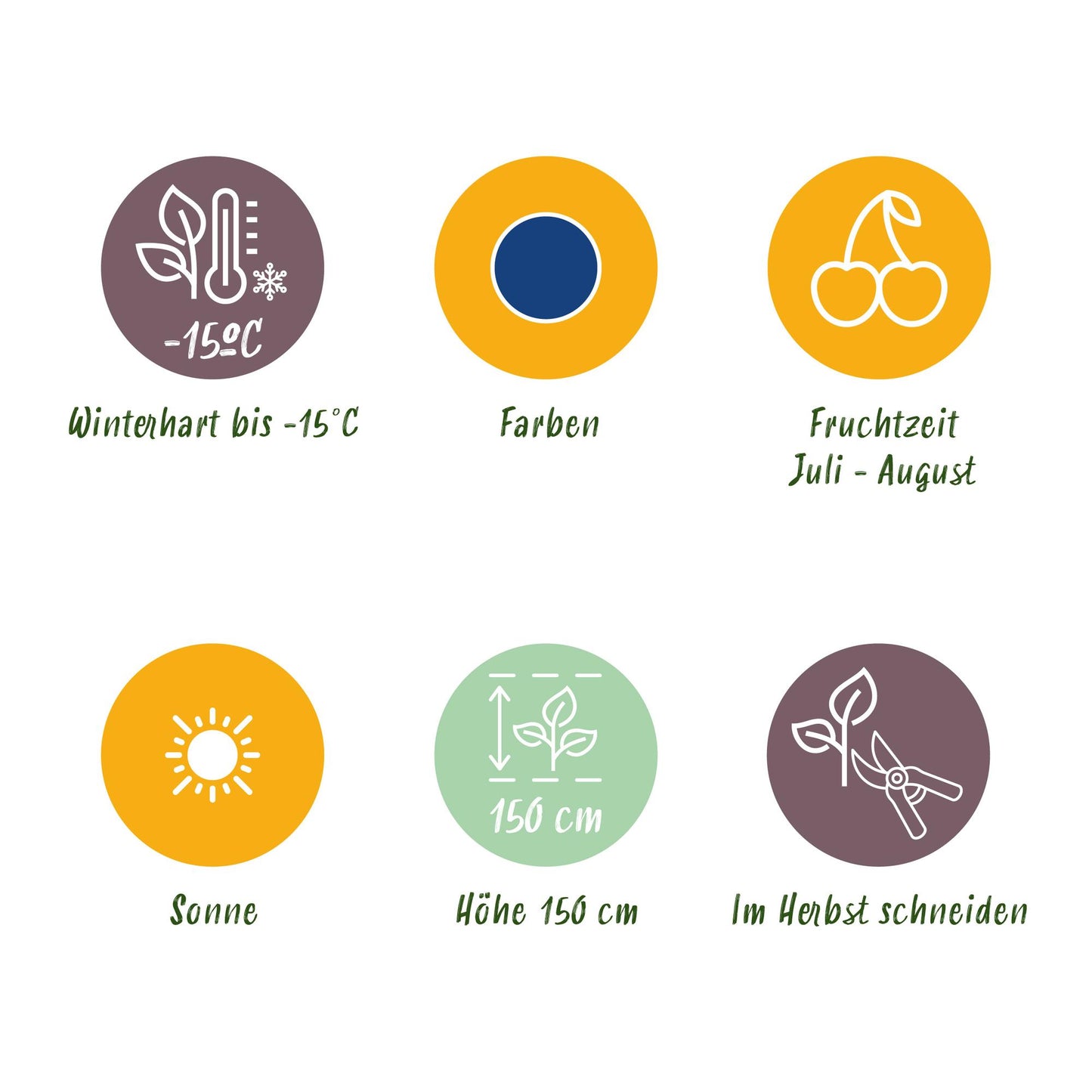 3 x Fruitplanten Blauwe Bes Vaccinium corymbossum Bluegold | Bio fruit