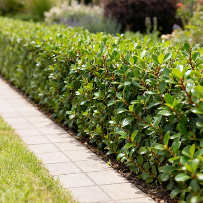 8 x | Ilex crenata Caroline Upright | Blad Groen |Groenblijvend