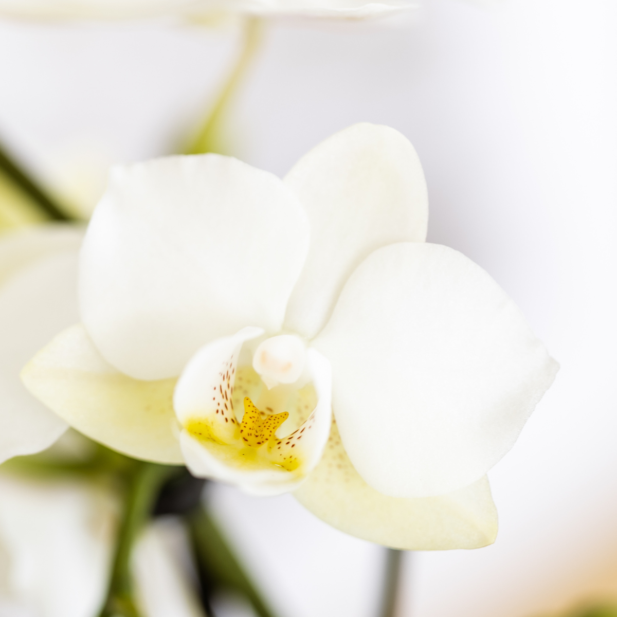 Plantenset Star Fish small | Witte Phalaenopsis Orchidee Lausanne en Succulent incl. keramieken sierpotten op wit organisch dienblad