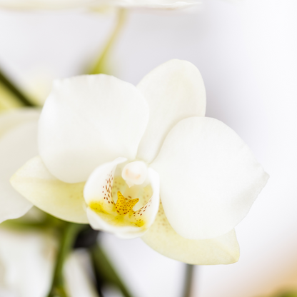 Plantenset Star Fish small | Witte Phalaenopsis Orchidee Lausanne en Succulent incl. keramieken sierpotten op wit organisch dienblad