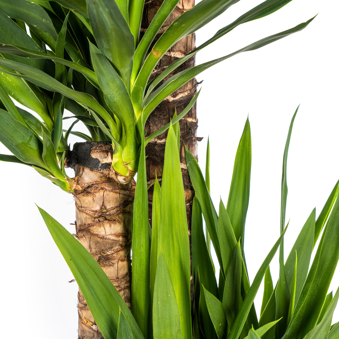 Yucca Elephantipes – grote kamerplant met stevige stelen en lange donkergroene zwaardvormige bladeren