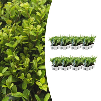 8x Ilex crenata 'Jenny' Mix | Buitenplant | Japanse hulst - Planttoday