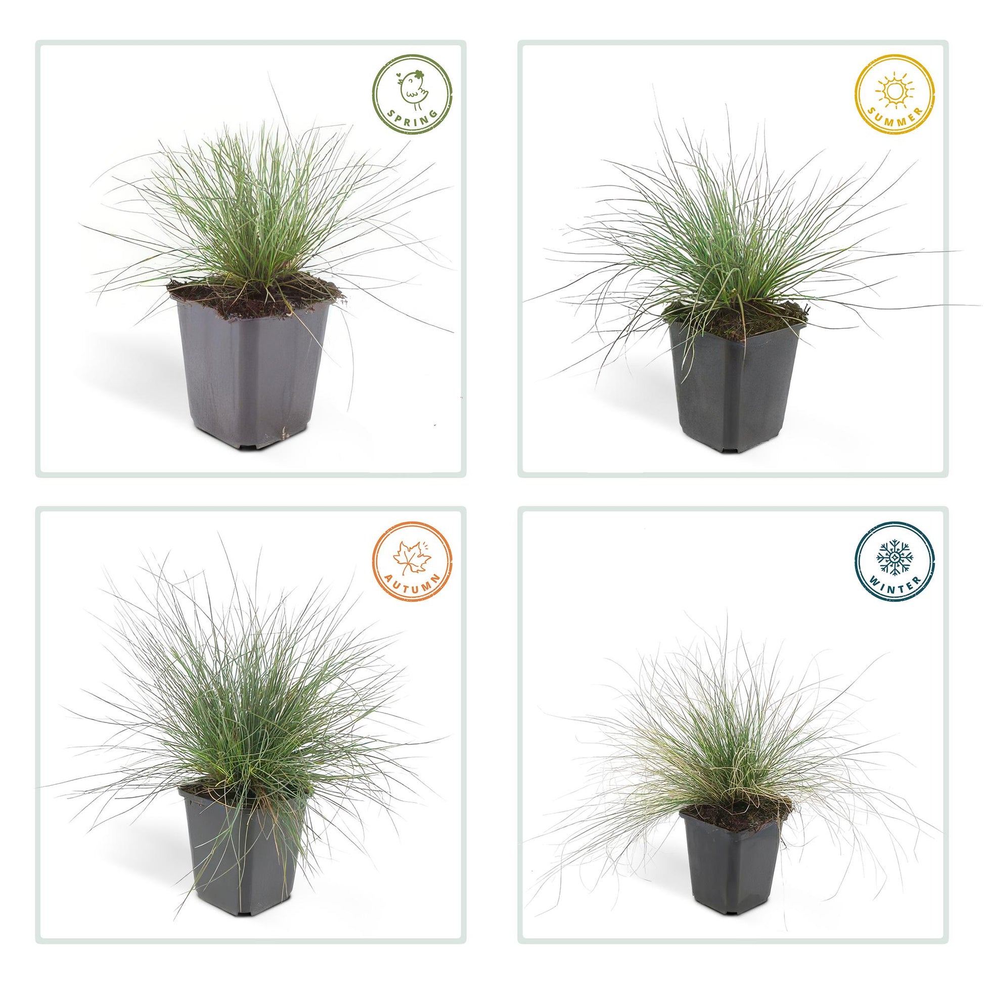 Ja, Blauw Schapengras (Festuca glauca) is een wintergroene vaste plant die zijn blauwgrijze kleur grotendeels behoudt, zelfs tijdens de koudere maanden.