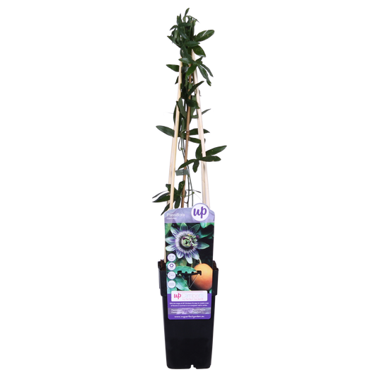 Passiflora Blauw caerulea - Ø15cm - ↕65cm
