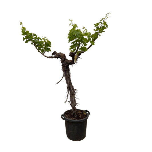 Weintraube (Vitis Vinifera) Stamm verzweigt