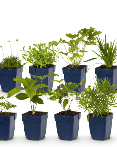 Witte Borderplant – Elegante Rust voor uw Tuin