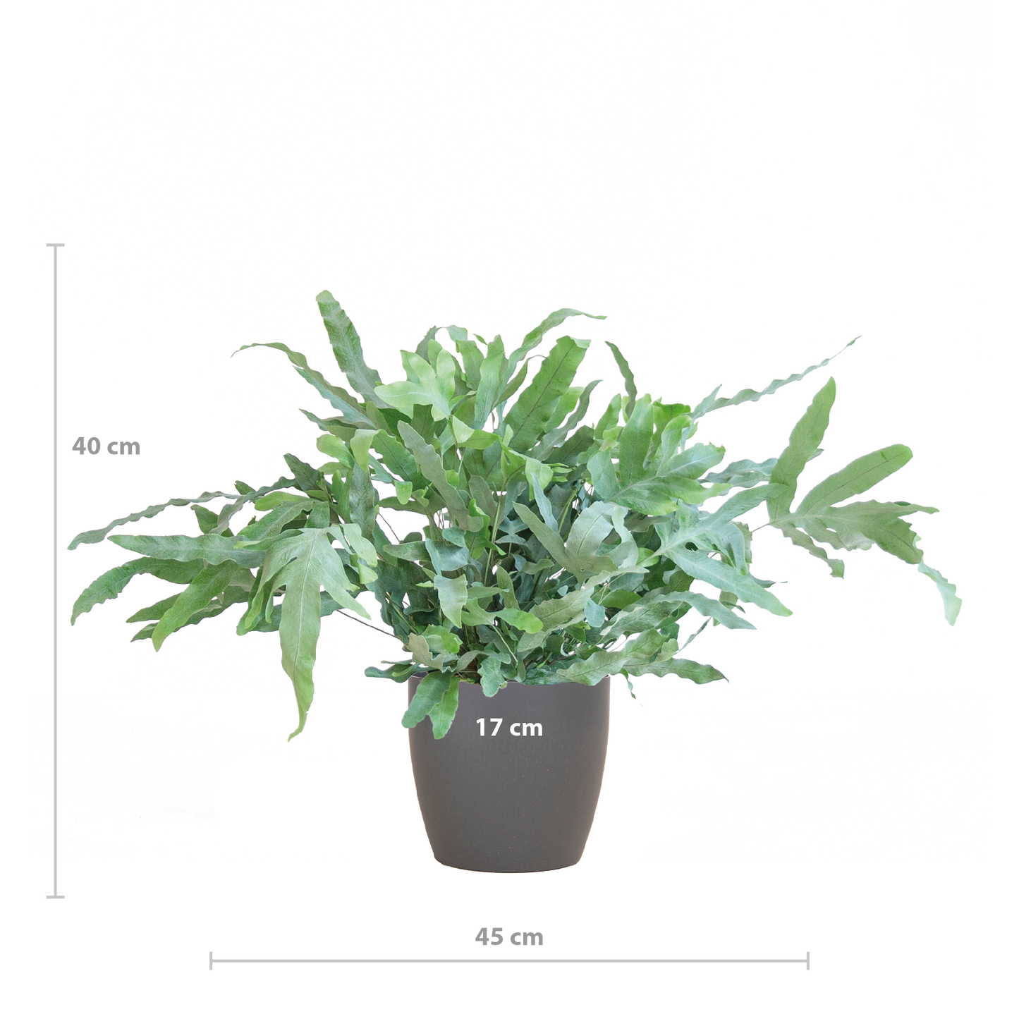 Phlebodium Blue Star  - Kamerplant