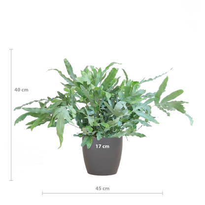 Phlebodium Blue Star  - Kamerplant