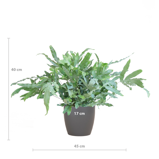Kamerplanten kopen doe je online bij planttoday. Zeer breed assortiment kamerplanten direct vanaf de beste kwekers.Phlebodium aureum Blue Star kopen met pot