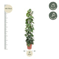 Philodendron Scandens Green Wonder met glanzende hartvormige bladeren en gaasrek, hoogte 160 cm, pot Ø27 cm