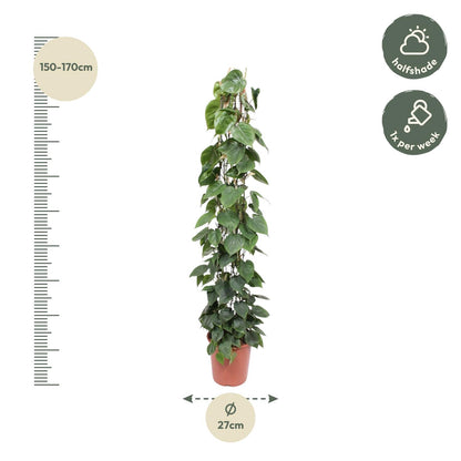 Philodendron Scandens Green Wonder met glanzende hartvormige bladeren en gaasrek, hoogte 160 cm, pot Ø27 cm