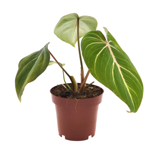 Philodendron Selloum Atom – compacte kamerplant (Ø12 cm, 25 cm hoog) met tropische, gespleten bladeren.