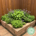 8 x Border Package Outdoor Plant | Tea Herbs