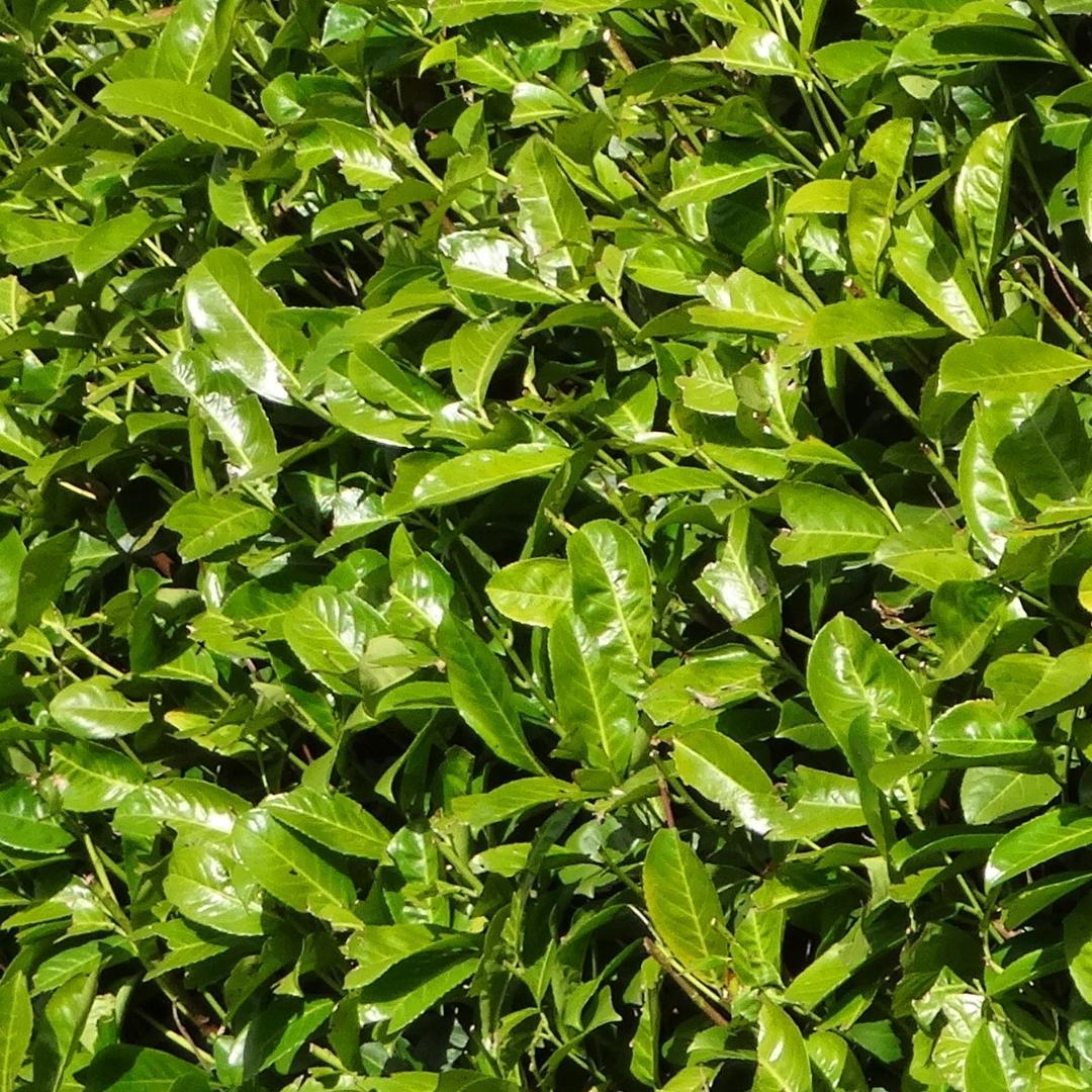 Laurierkers ‘Rotundifolia’ – set van 20 haagplanten (125–150 cm) in 15L potten, dichte wintergroene haag voor 10 meter tuinafscheiding.